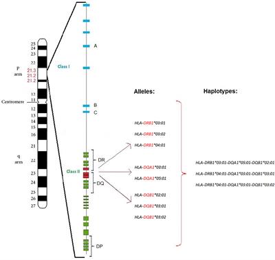 Type 1 Diabetes and Autoimmune Thyroid Disease—The Genetic Link